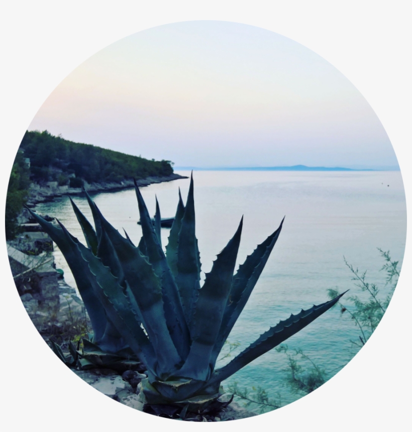 Plants, transparent png #6298553