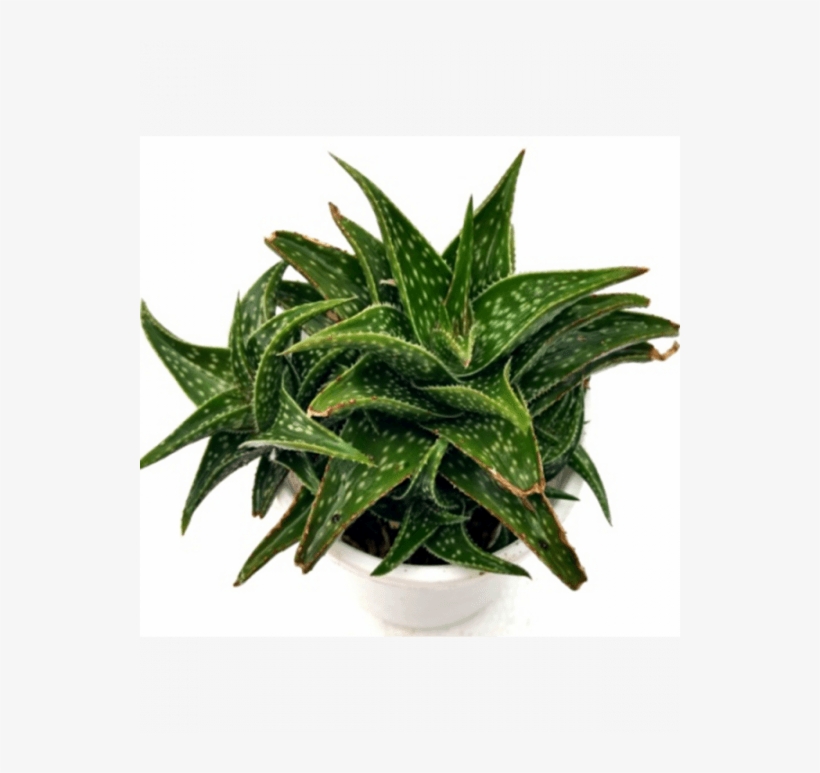 Aloe Rauhii, transparent png #6299133
