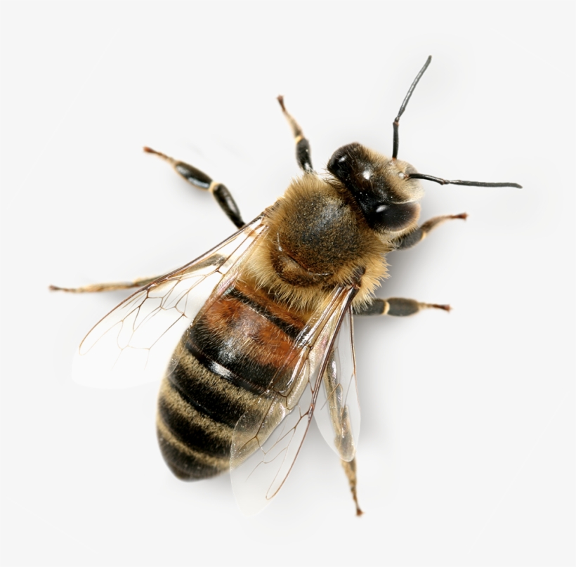The Honey Bee Marketplace - Honey Bee Png, transparent png #631252