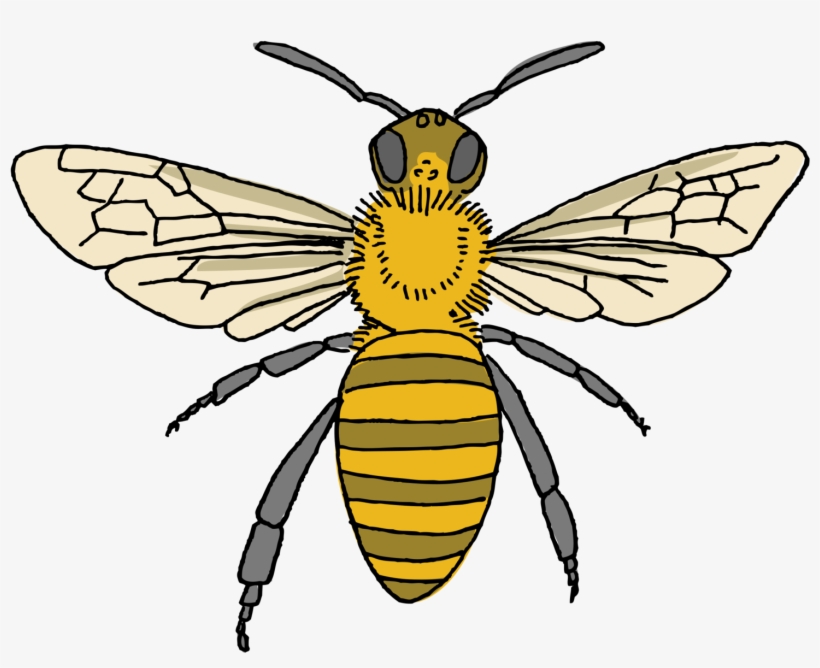 Honey Bee - Tattly, transparent png #631473