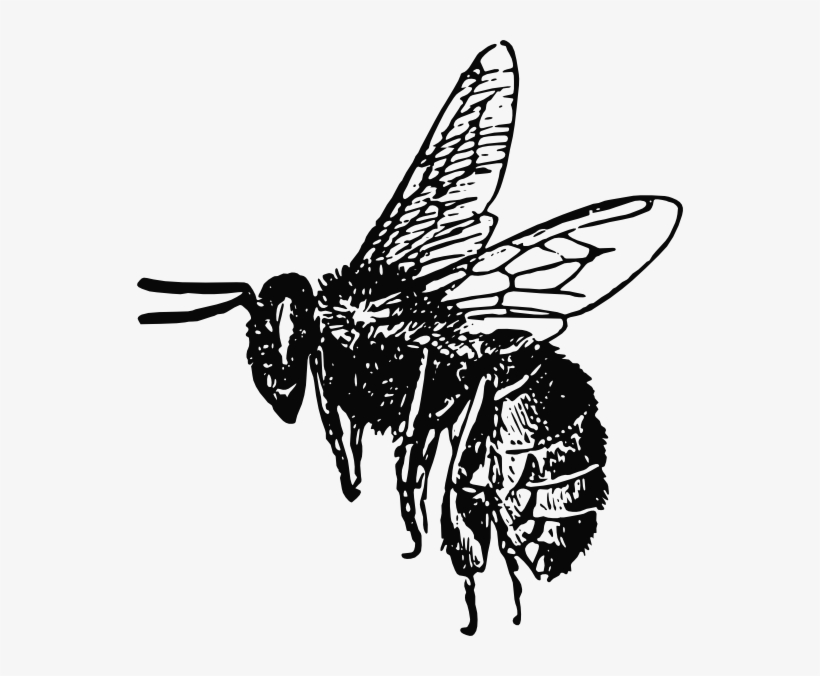 Drawn Bees Honey Bee - Flying Bee Drawing, transparent png #631540