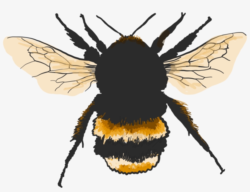 Bombus Terrestris , Artwork Based On Image And Reproduced - Buff-tailed Bumblebee, transparent png #631587