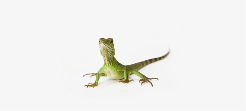 "there Is Nothing More Amazing To A Child Than To Come - Tranparent Background Reptiles Gif, transparent png #633496
