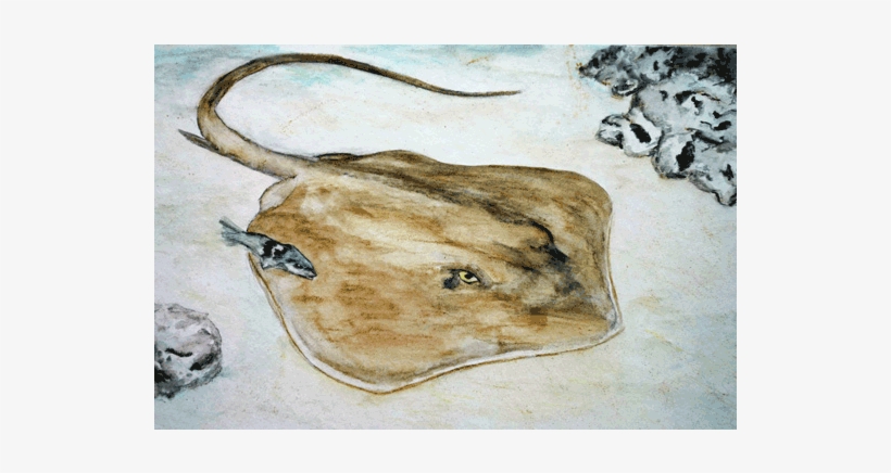View Manta, transparent png #634727