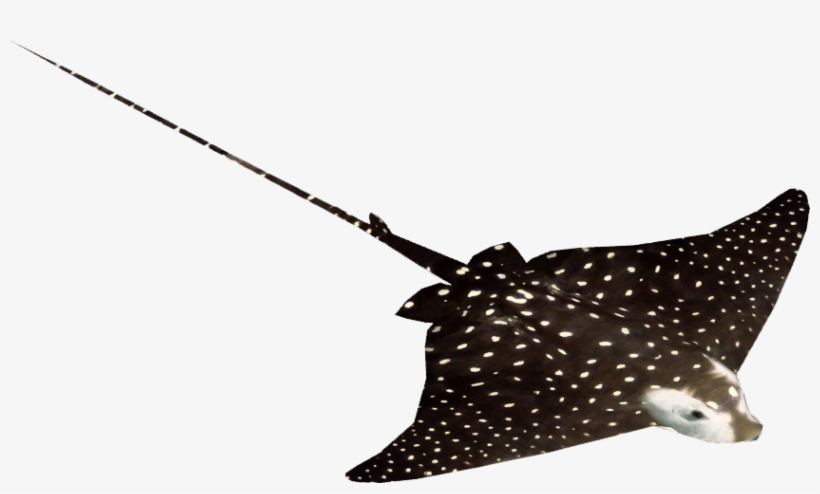 Spotted Eagle Ray, transparent png #634832