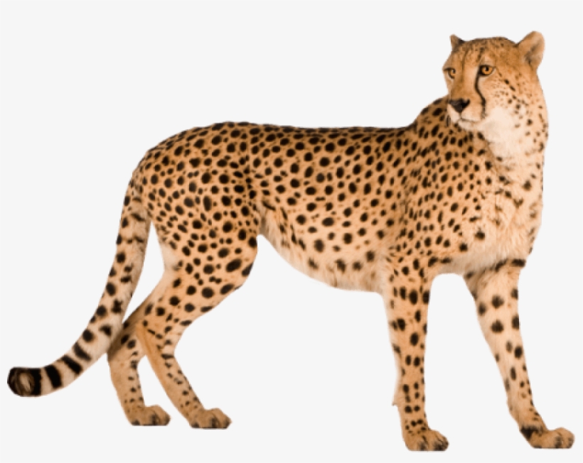 Free Png Cheetah Png Images Transparent - Cheetah Png, transparent png #634969