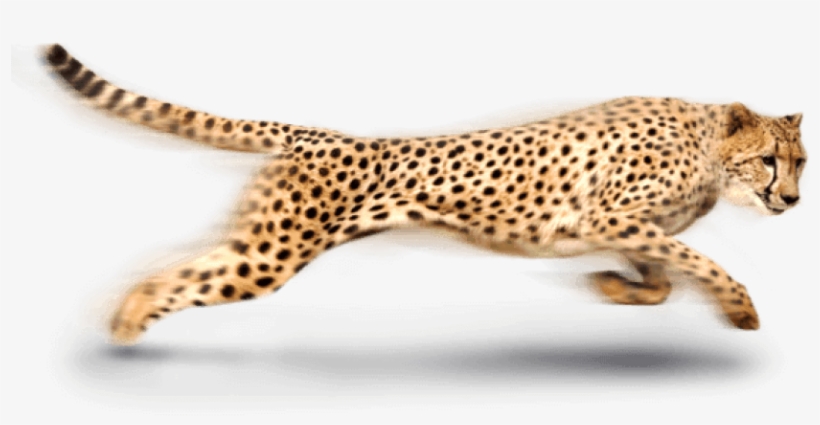 Free Png Cheetah Png Images Transparent - Cheetah Png, transparent png #635004