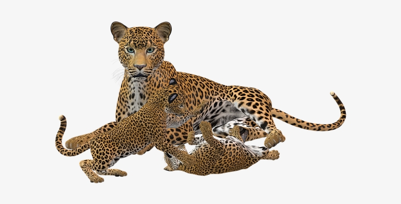 Cheetah, Big Cat, Predator, Wild Animal - Jaguar Cubs Png, transparent png #635009