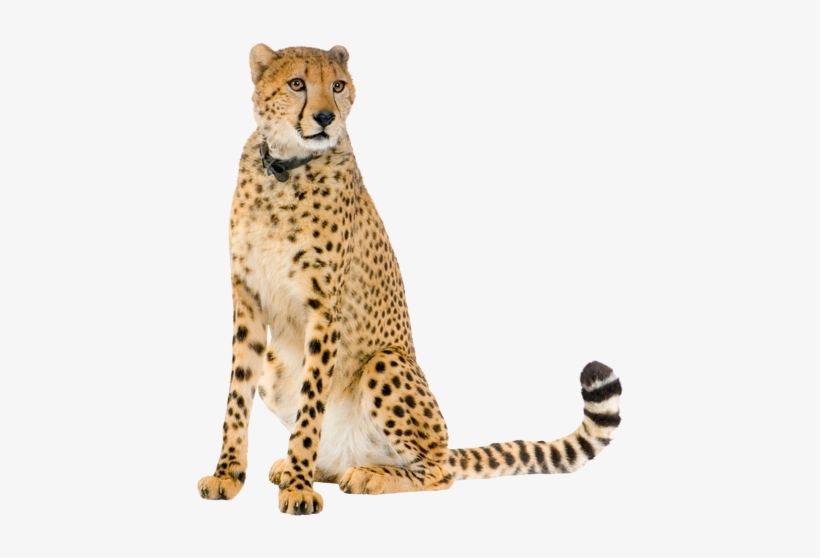 Cheetah Standing Png Library - Cheetah Sitting Png, transparent png #635073