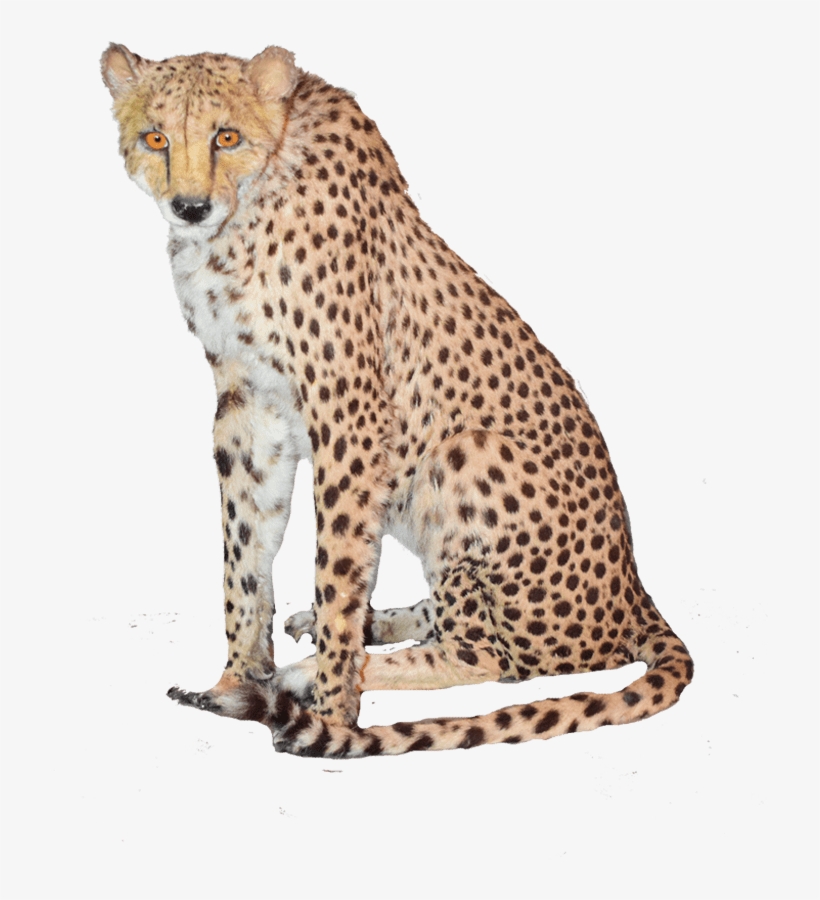 Sitting Cheetah Png High-quality Image - Cheetah, transparent png #635103