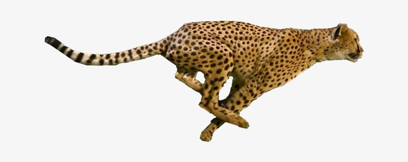 Running Cheetah Png - Portable Network Graphics, transparent png #635144