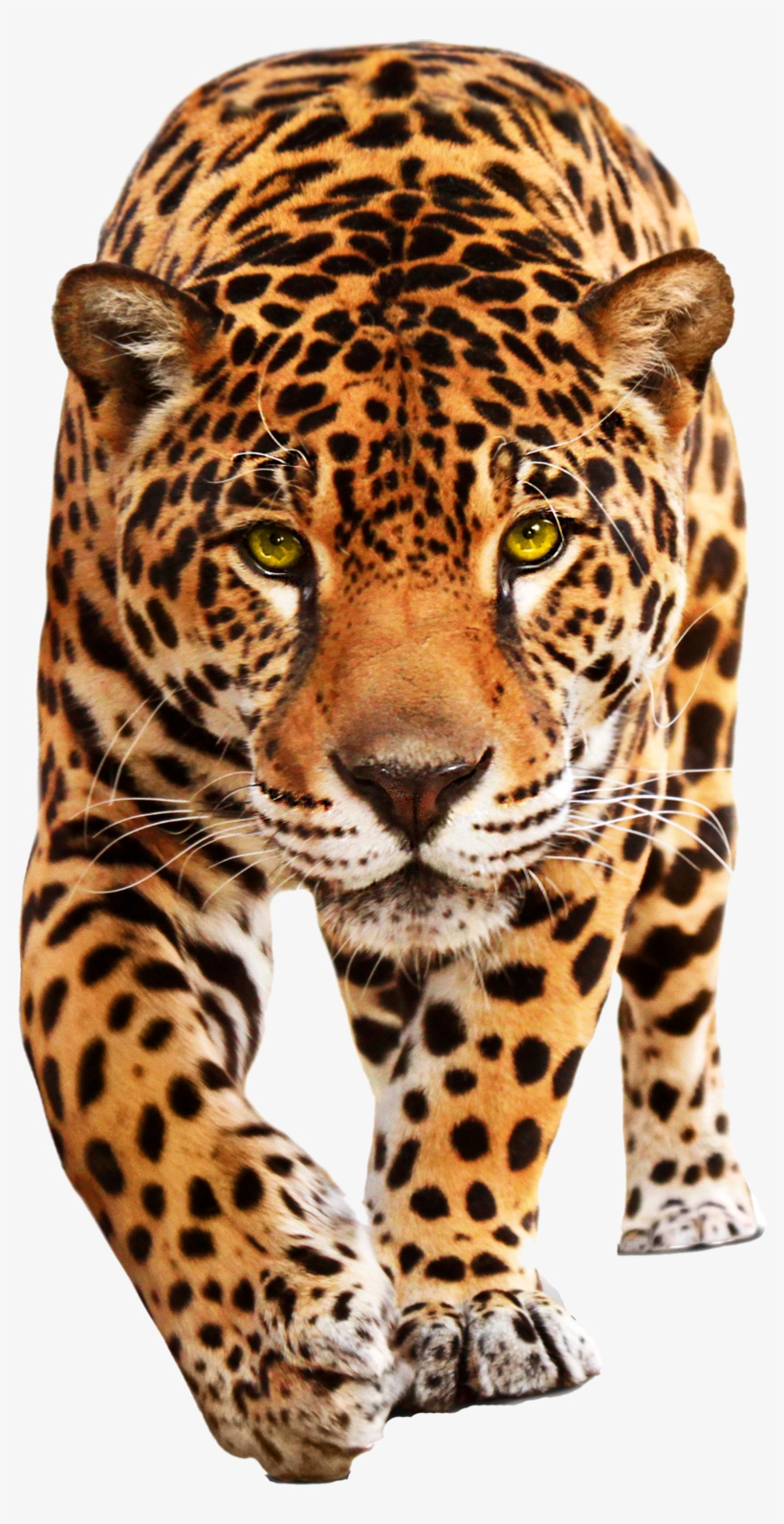 Leopard Png, transparent png #635229