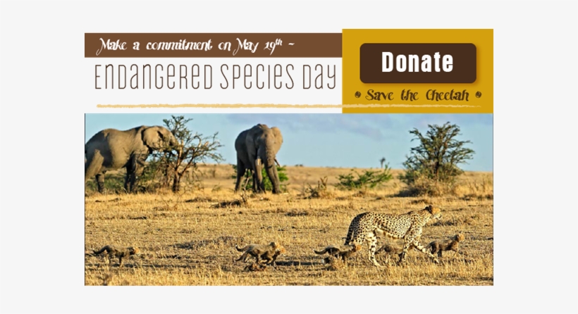 The Cheetah Is Currently Listed As Vulnerable On The - Safari, transparent png #635325