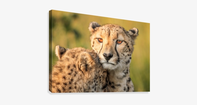 Cheetah Eyes Canvas Print - Cheetah Eyes, transparent png #635346