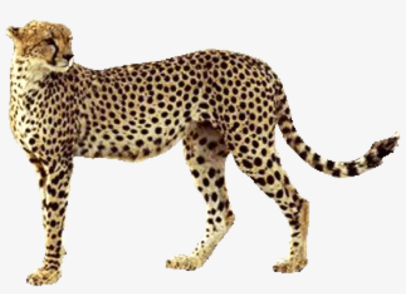 Free Png Cheetah Png Images Transparent - Transparent Background Cheetah Clipart, transparent png #635434