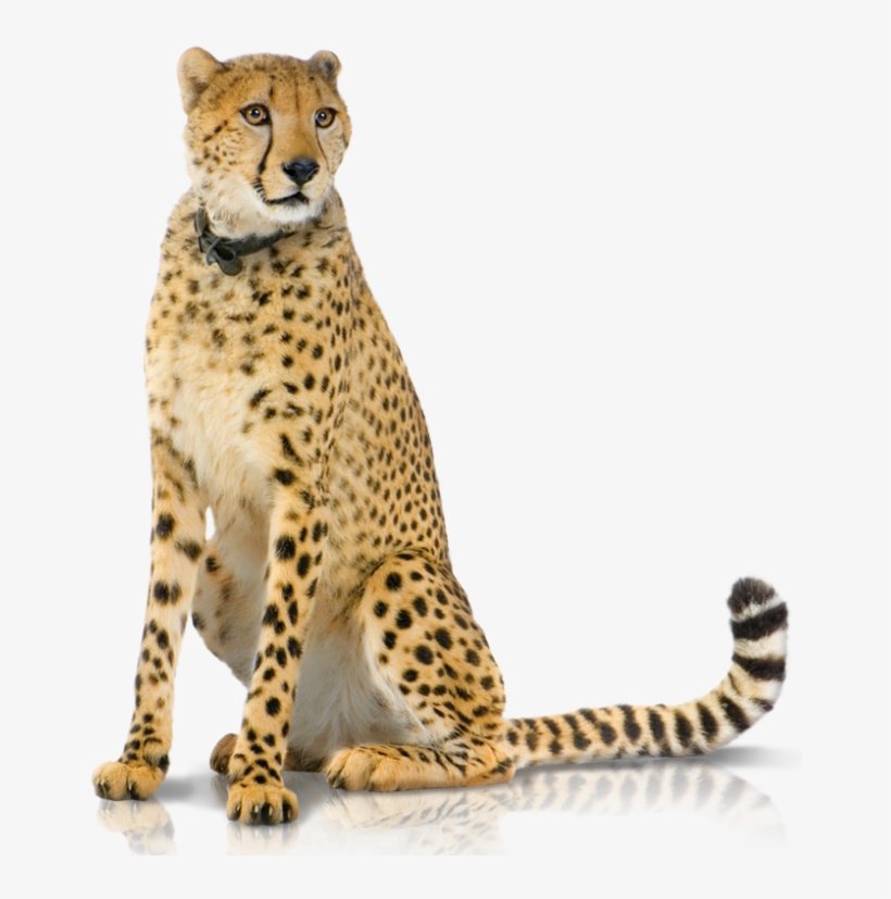 05 Support Panel 2-hd - Cheetah Png Hd, transparent png #635472