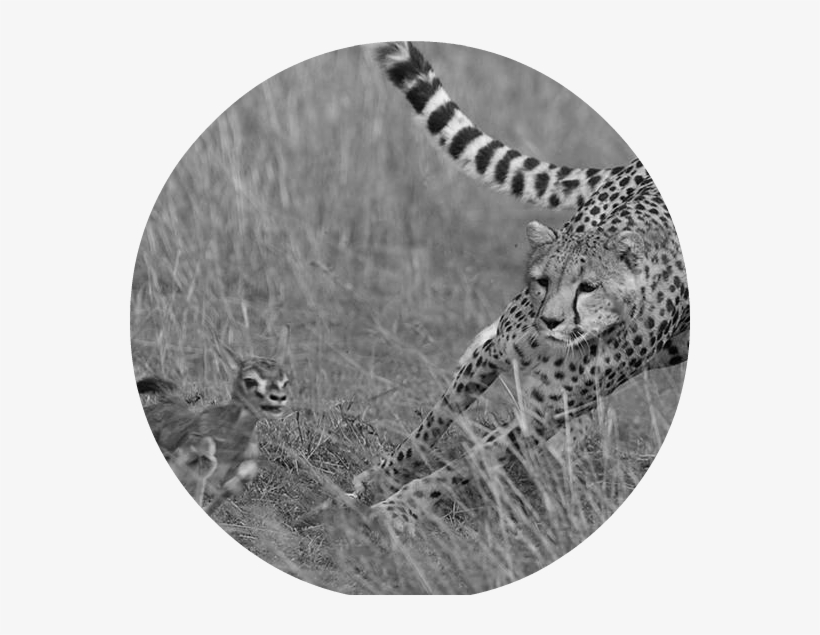 Hunting-cheetah - Fighting For Survival: Predators And Prey [book], transparent png #635598