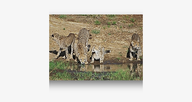 Cheetahs Drinking Water Mara - Water - Free Transparent PNG Download -  PNGkey