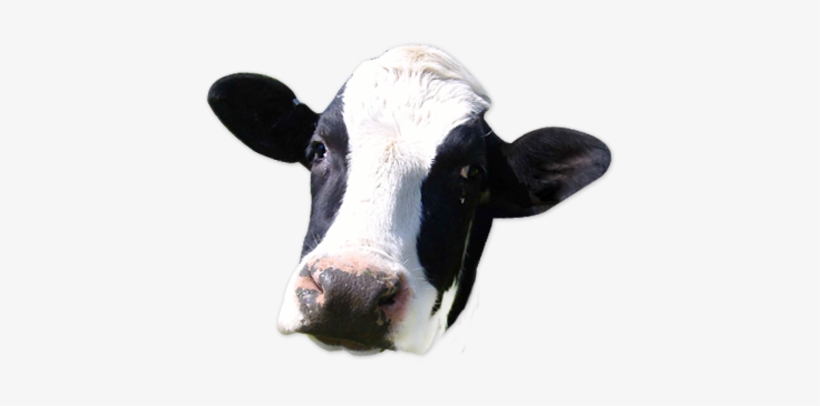 Dairy Cow Png - Moooose Stainless Steel Travel Mug, transparent png #635732