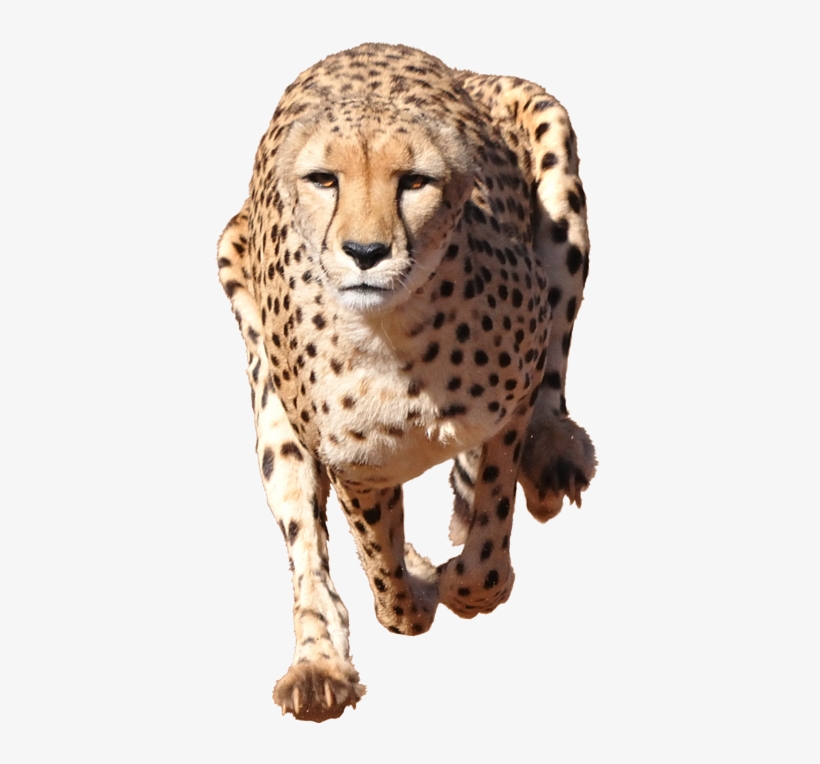 Clip Black And White Library Running Iphone X Case - Cheetah Transparent Background, transparent png #635750