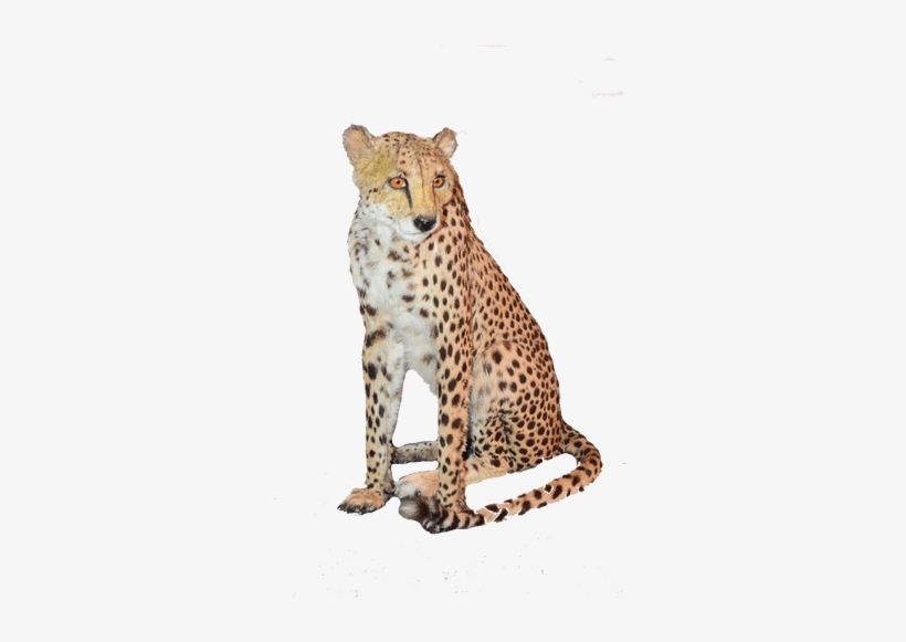 Sitting Cheetah Png Download Image - Cheetah Sitting Transparent, transparent png #635837