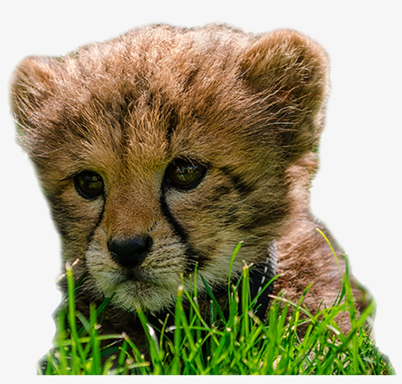 Image Cheetah Cub3 - Cheetah Cub Png, transparent png #636022