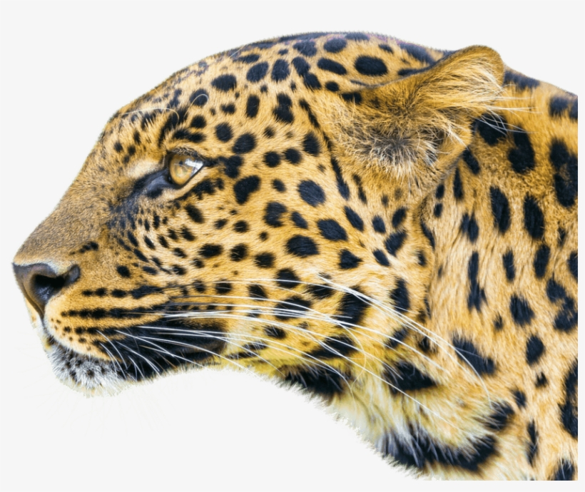 Leopard Png, transparent png #636117