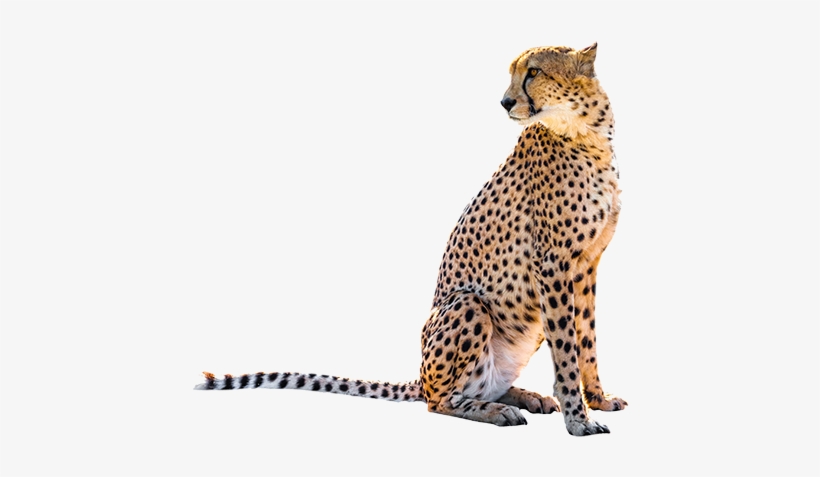 Sitting Leopard Png Transparent Image - Cheetah Sitting Png, transparent png #636197