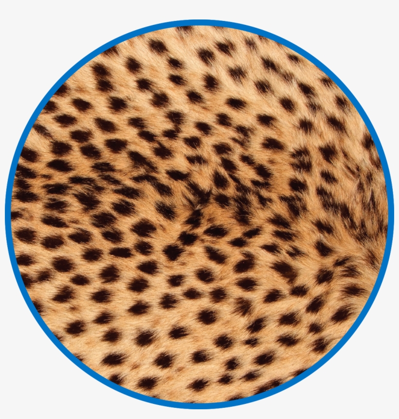 Clinical And Ancillary Supply Chain - Cheetahs Skin, transparent png #636240