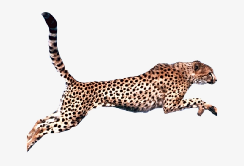 Cheetah Png Transparent Images - Cheetah Png, transparent png #636404