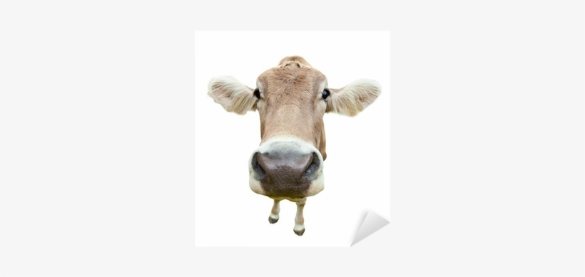 Funny Cow Head Isolated On White Background Sticker - Cows Calendar - Calendars 2016 - 2017 Wall Calendars, transparent png #636839