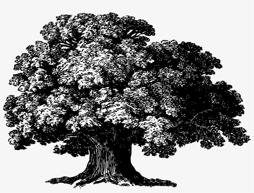 Can Flotation Therapy Cure You - Baobab Tree Png, transparent png #636987