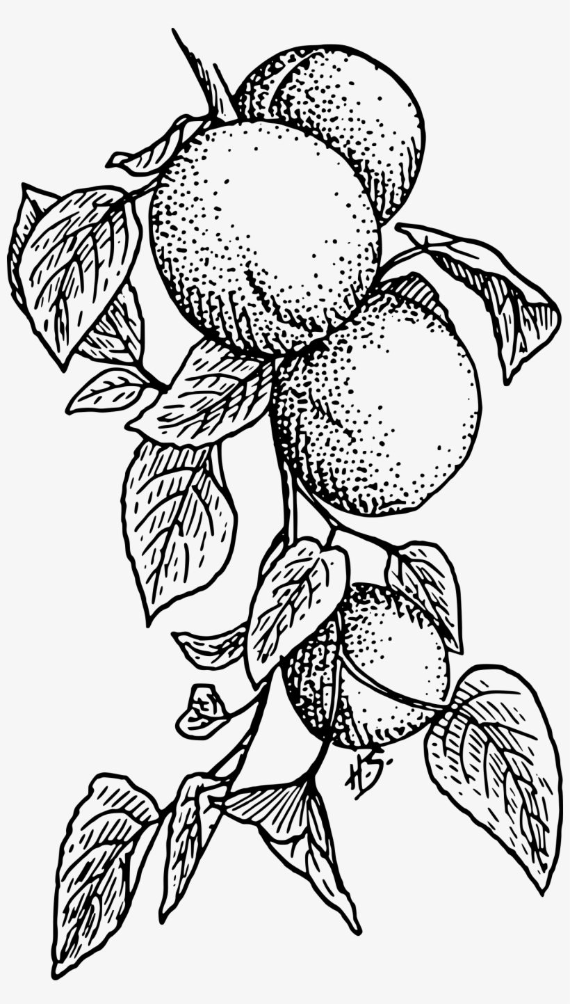 Apricot Png, transparent png #637381