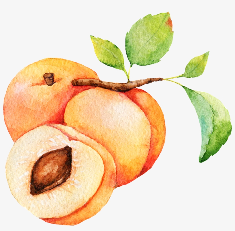 Apricot - Peel, transparent png #638933