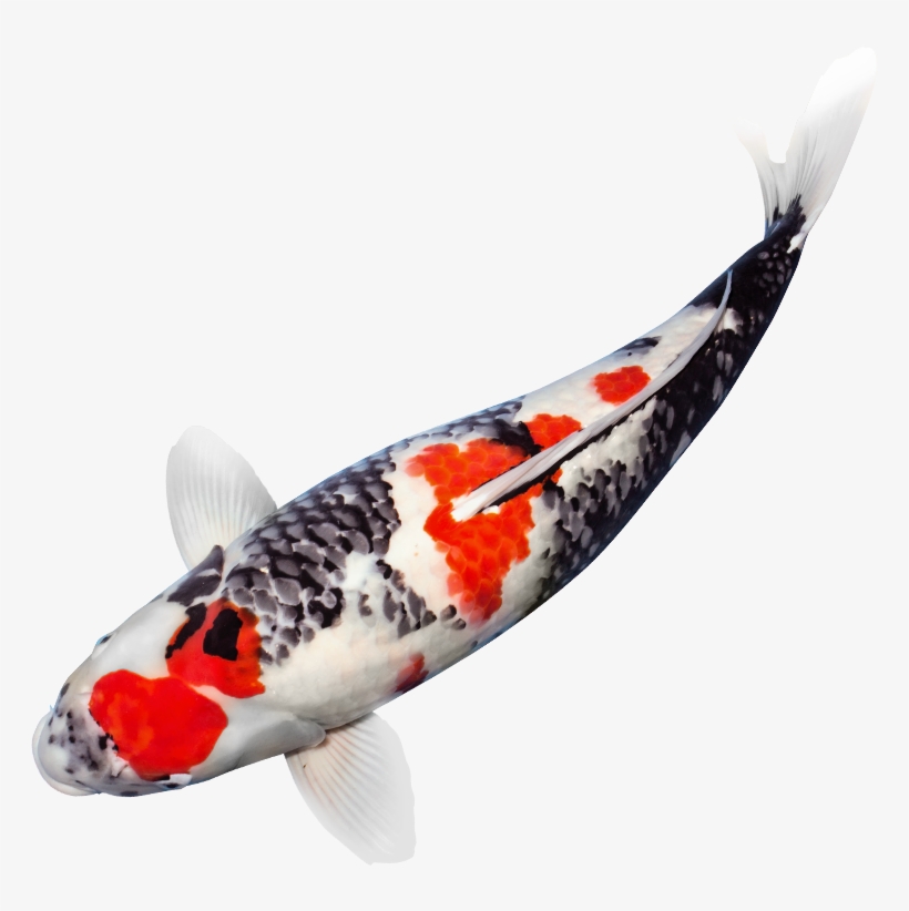 Read More - Japanese Koi Fish Png, transparent png #639149