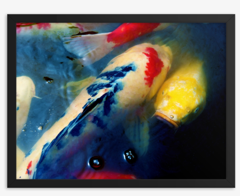 Upstream Koi Framed Poster Print, transparent png #639274