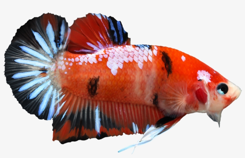 Koi Male Betta - Koi Siamese Fighting Fish, transparent png #639414