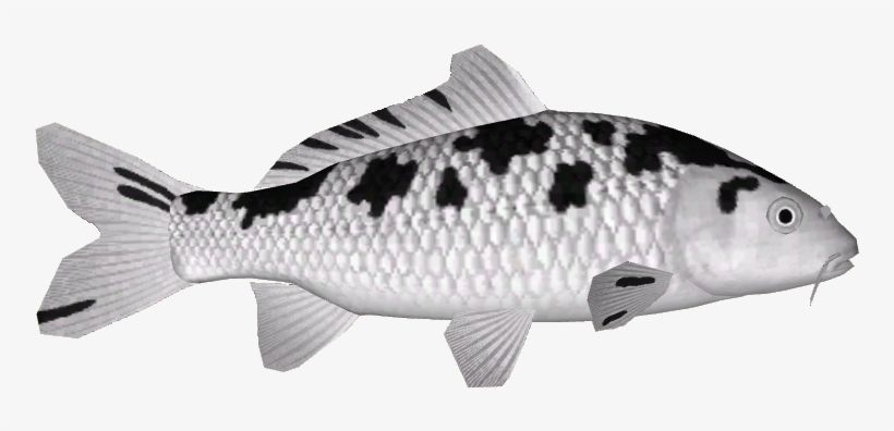 Koi Variants 15 - Bass, transparent png #639640