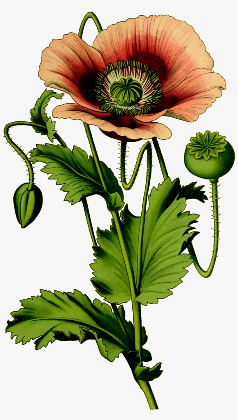 Poppy Clipart Public Domain - Opium Poppies Public Domain, transparent png #639757