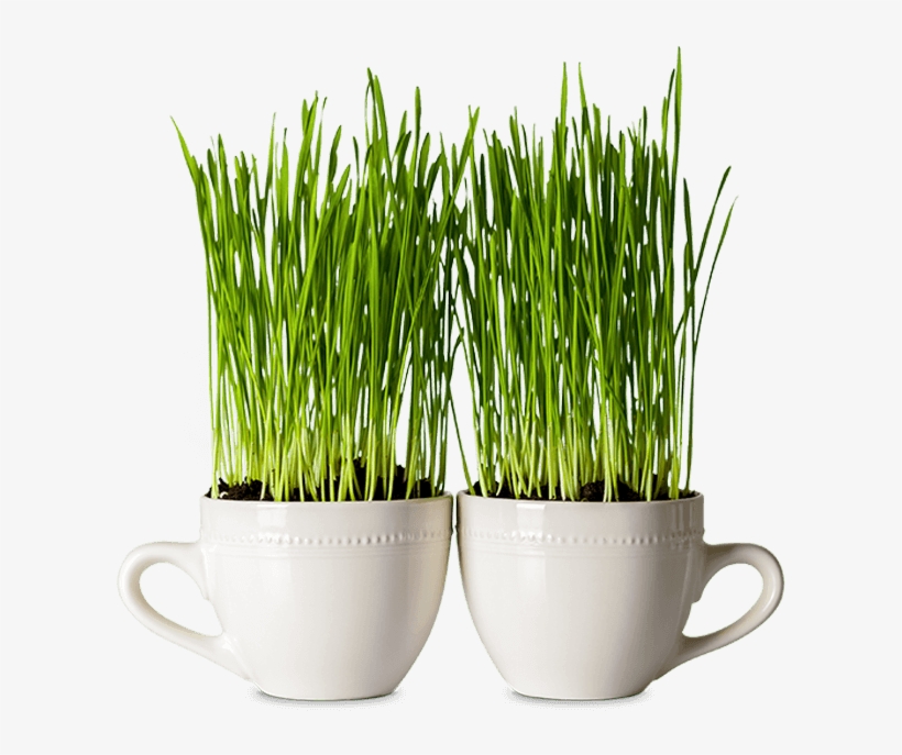 Two Mugs In Which Seeds Are Growing - Seed, transparent png #6302917