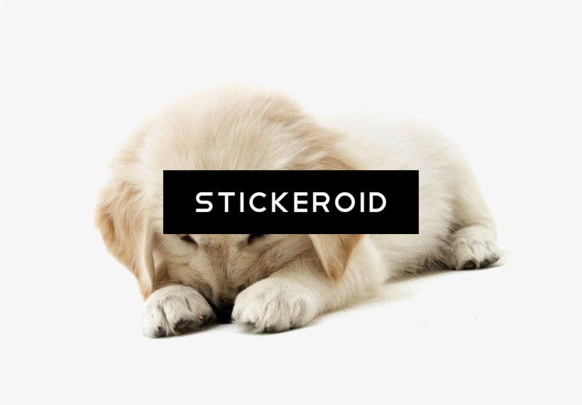 Golden Retriever Puppy Animals Dog - Magnet Steel Golden Retriever Puppies Mini Wall Calendar, transparent png #6304878