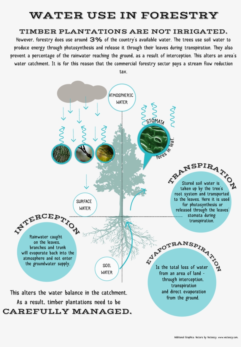 Forestry Explained - Baum-silhouette-kissen Kissen, transparent png #6305971