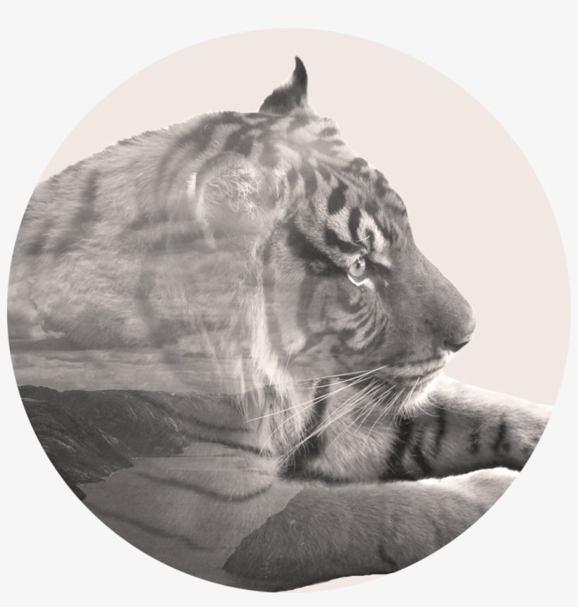 Tygah - Siberian Tiger, transparent png #6310097