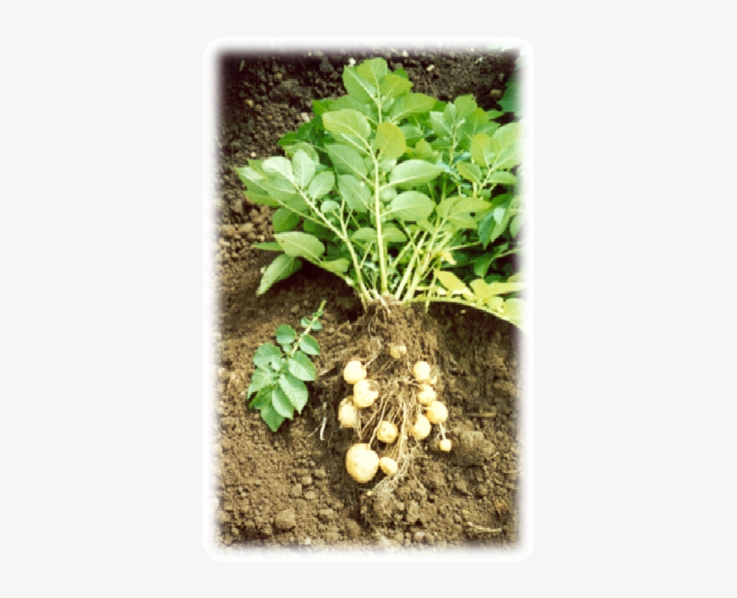 Potatoes - Vegetable, transparent png #6311637