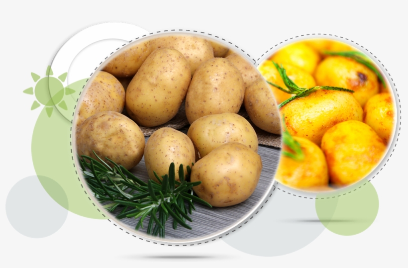 First Imported From South America In The 16th Century, - Staple Food Of Europe, transparent png #6311953