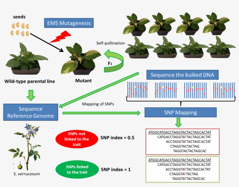 To Assist This Process, A High Quality Draft Genome - Mutation Breeding In Potato, transparent png #6312028