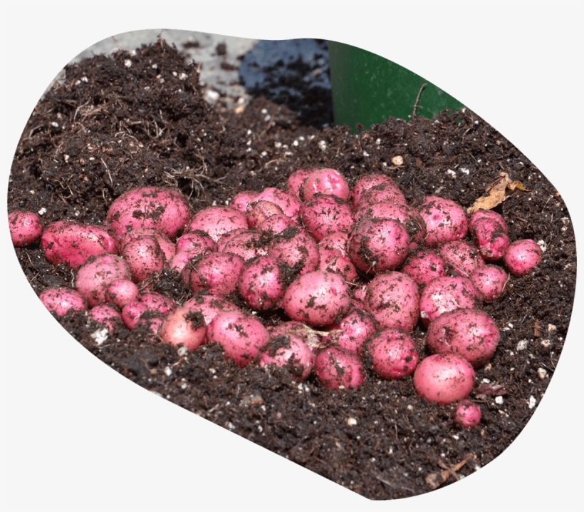 The World's Most Unique Potato Varieties, Now For Everyone - Potato, transparent png #6312378