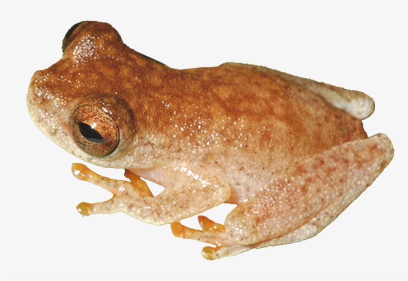 Jim Morrison As An Actual Lizard King - Eastern Spadefoot, transparent png #6314563