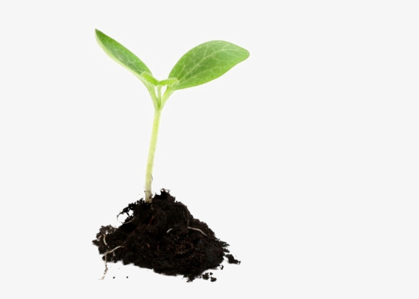 Growing Plant Png Image - Growing Plant Png, transparent png #6317806