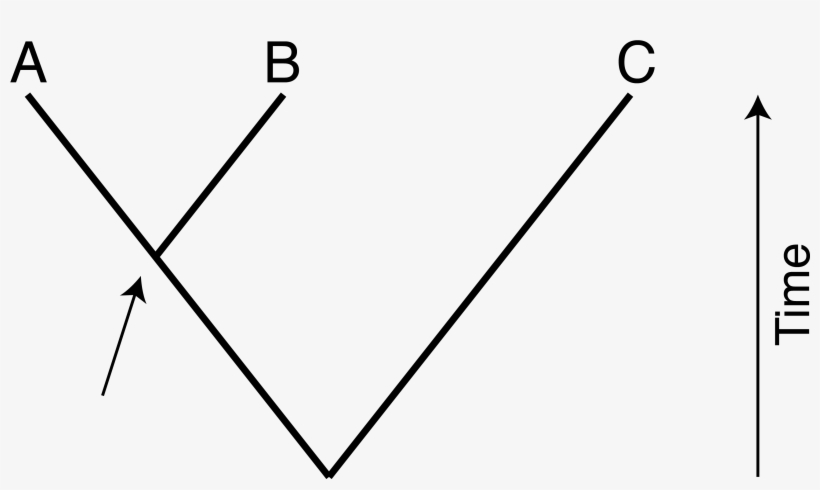 Since Chimpanzees And Humans Are Closely Related, Humans - Herbivore, transparent png #6320590